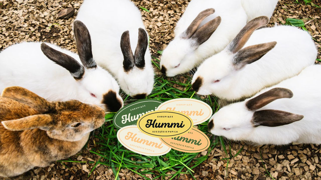 WITAMY W HUMMI – Z MIŁOŚCI DO NATURY I ZWIERZĄT